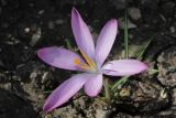 Crocus tommasinianus