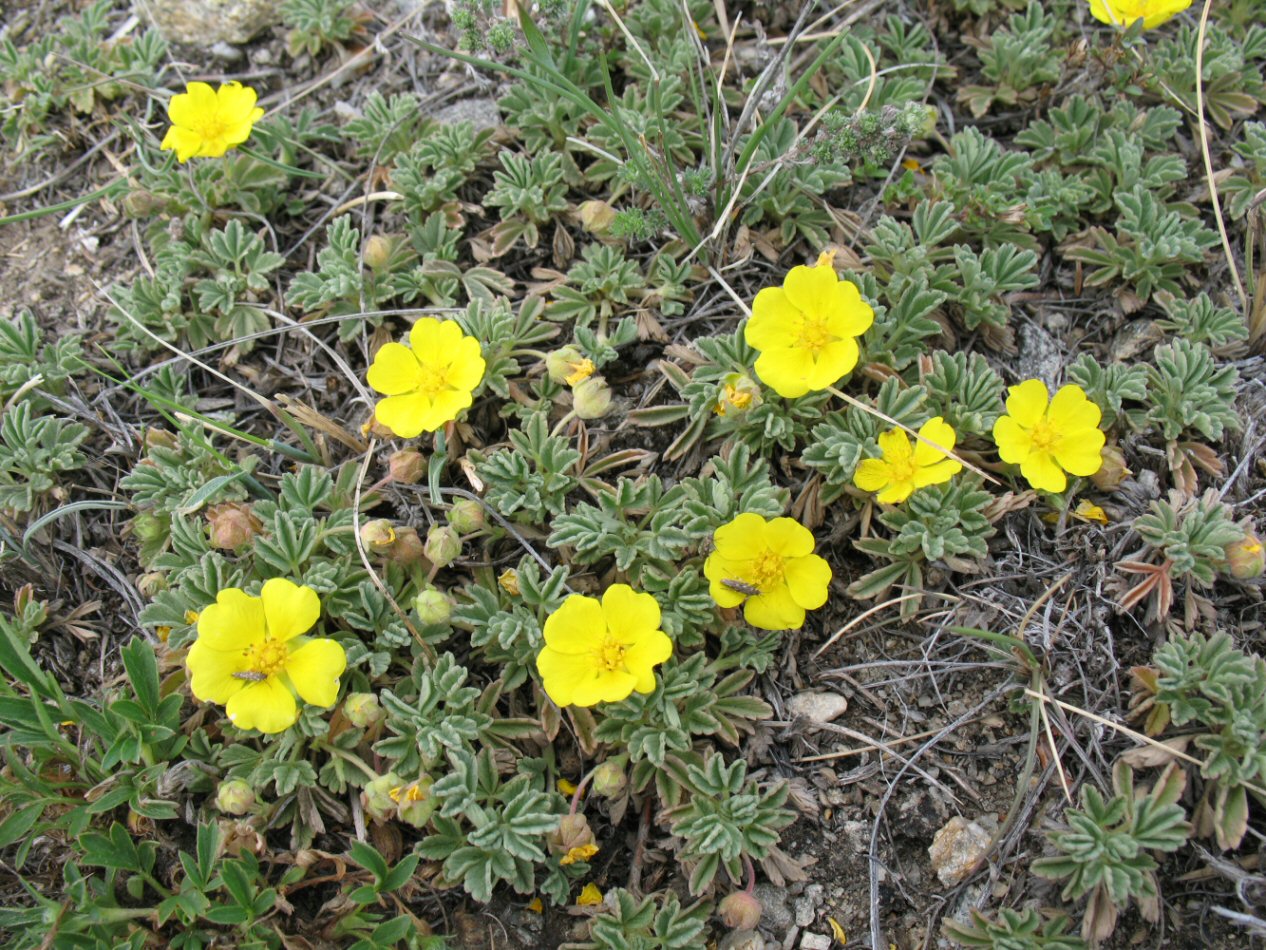 Image of Potentilla acaulis specimen.