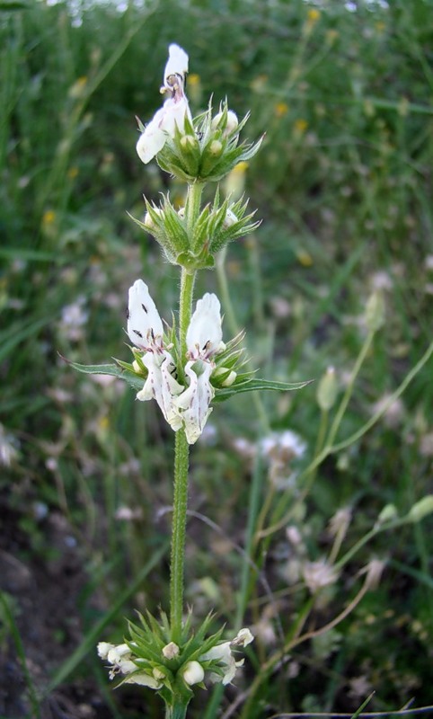 Изображение особи Stachys atherocalyx.