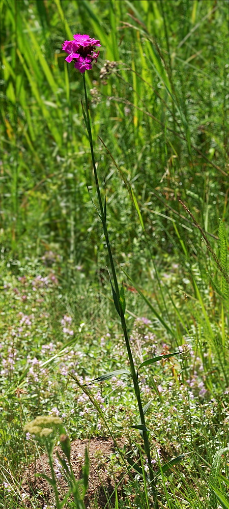 Изображение особи Dianthus carthusianorum.