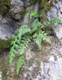 Asplenium nesii