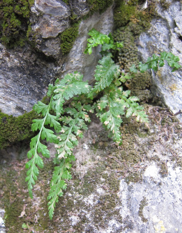 Изображение особи Asplenium nesii.