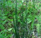 Equisetum hyemale