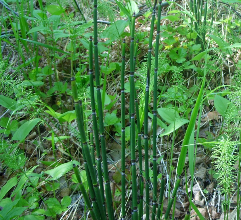 Изображение особи Equisetum hyemale.