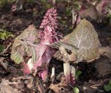 Petasites hybridus