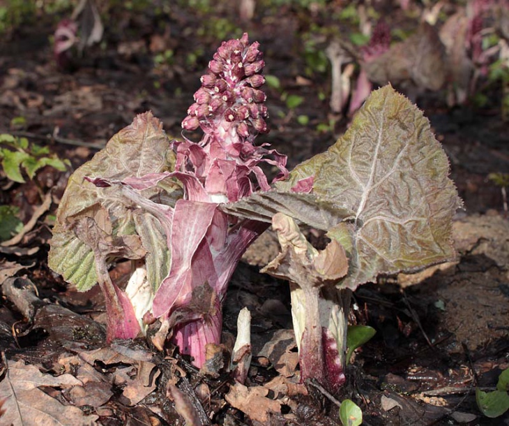 Изображение особи Petasites hybridus.