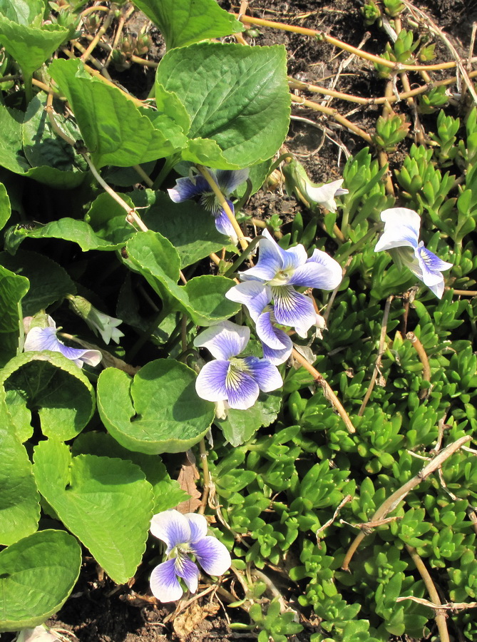 Image of Viola sororia f. priceana specimen.