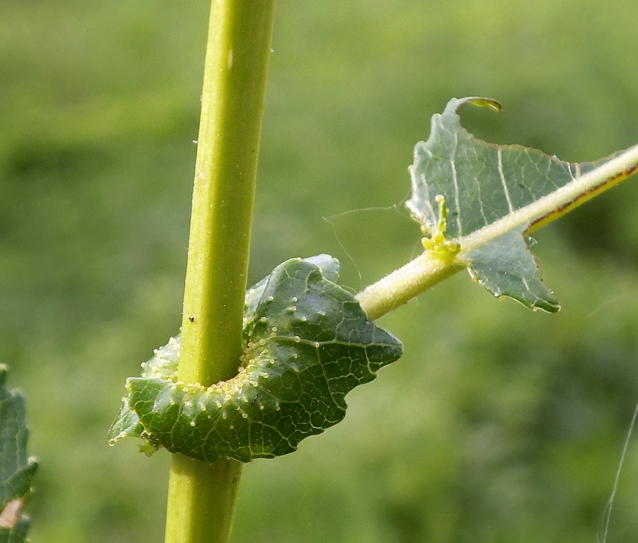 Image of Salix × schumanniana specimen.