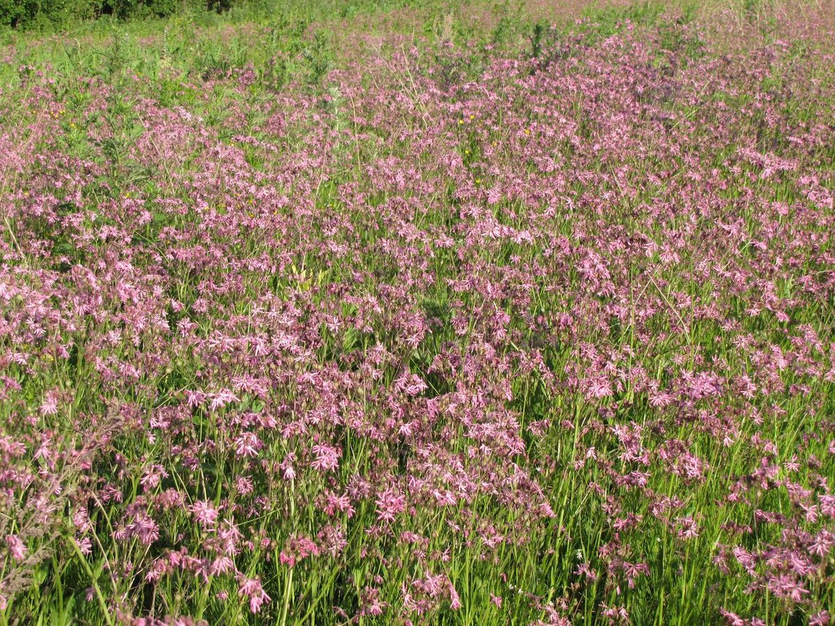 Изображение особи Coccyganthe flos-cuculi.