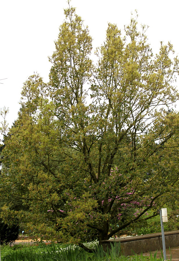 Изображение особи Quercus &times; hispanica.