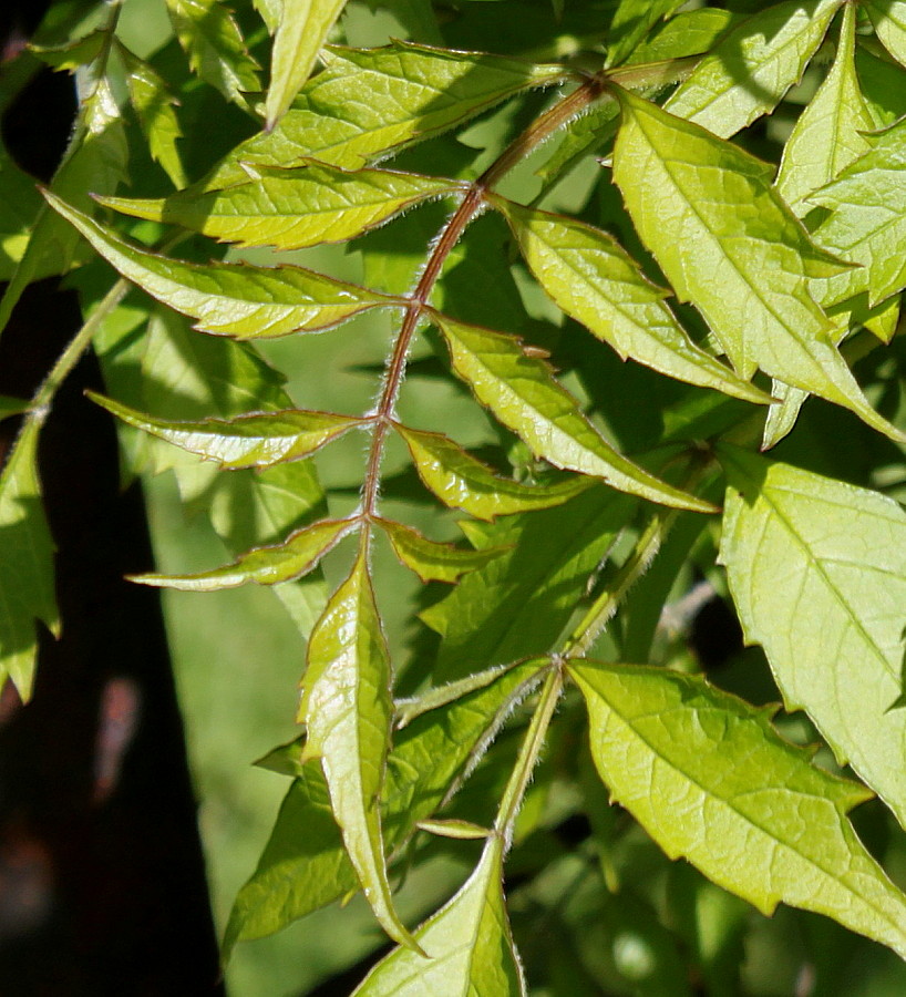 Image of Campsis radicans specimen.