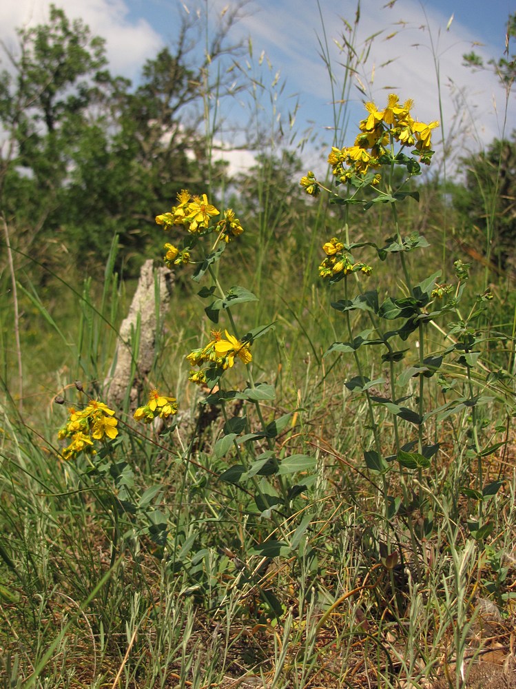 Image of Hypericum bithynicum specimen.