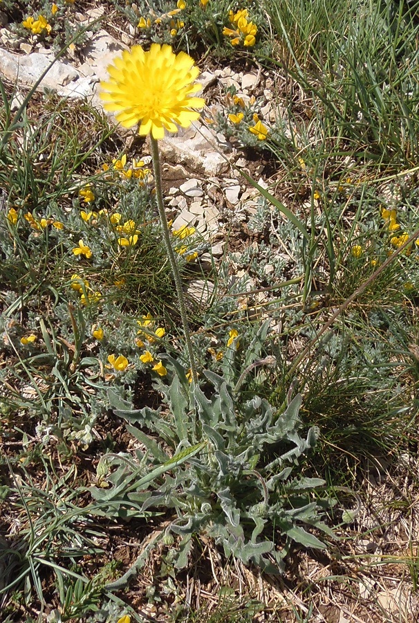 Изображение особи Leontodon biscutellifolius.