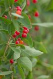 Lonicera tatarica. Часть побега с плодами. Ростовская обл., Аксайский р-н, окр. хут. Александровка. 16.06.2013.