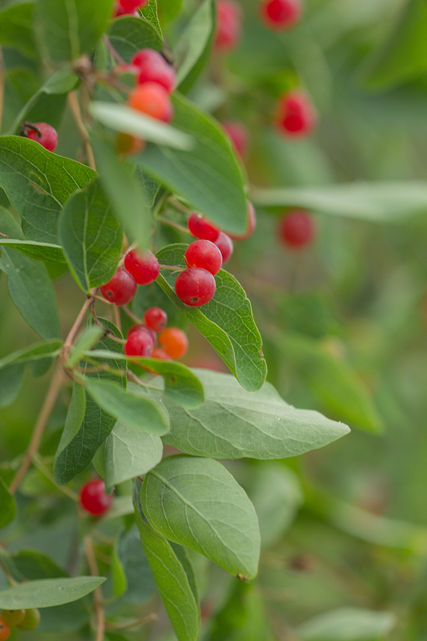 Изображение особи Lonicera tatarica.