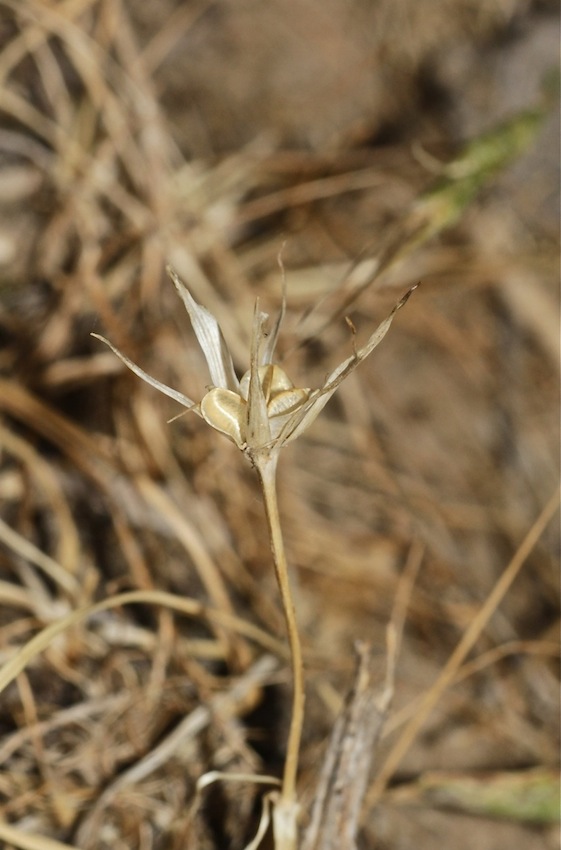 Изображение особи Nigella bucharica.