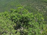 Quercus pubescens. Старое дерево. Краснодарский край, м.о. город-курорт Анапа, окр. пос. М. Утриш, прибрежный склон горы, фисташково-можжевеловое редколесье. 28.07.2013.