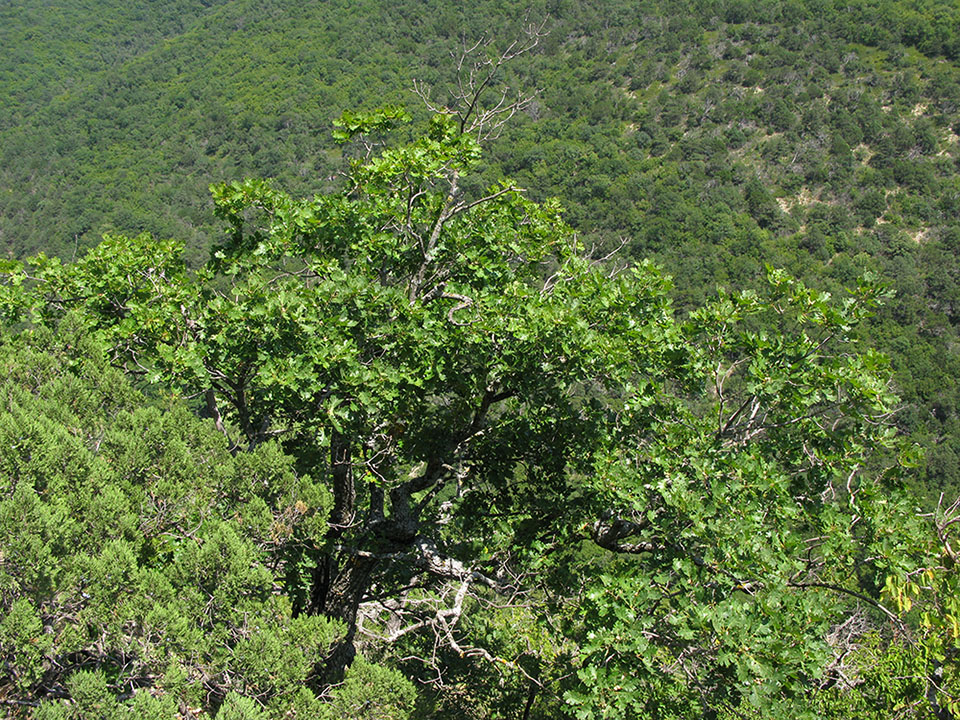 Изображение особи Quercus pubescens.