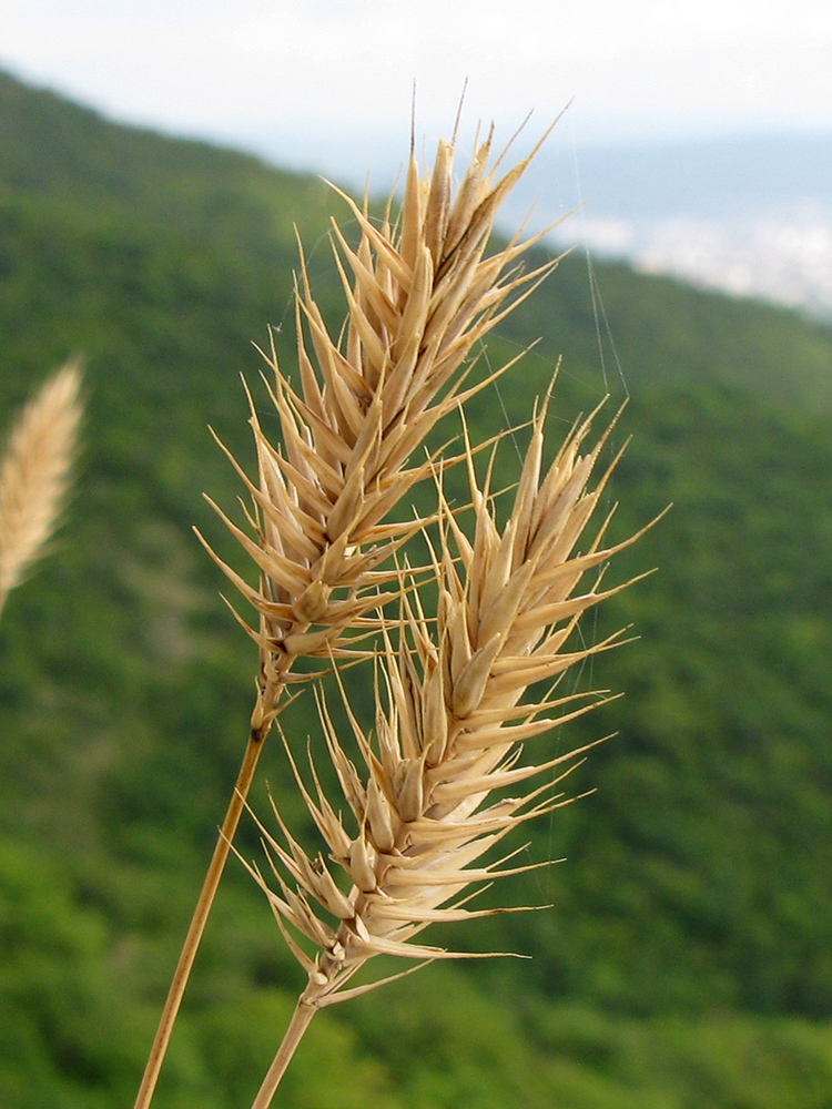 Изображение особи Agropyron pinifolium.