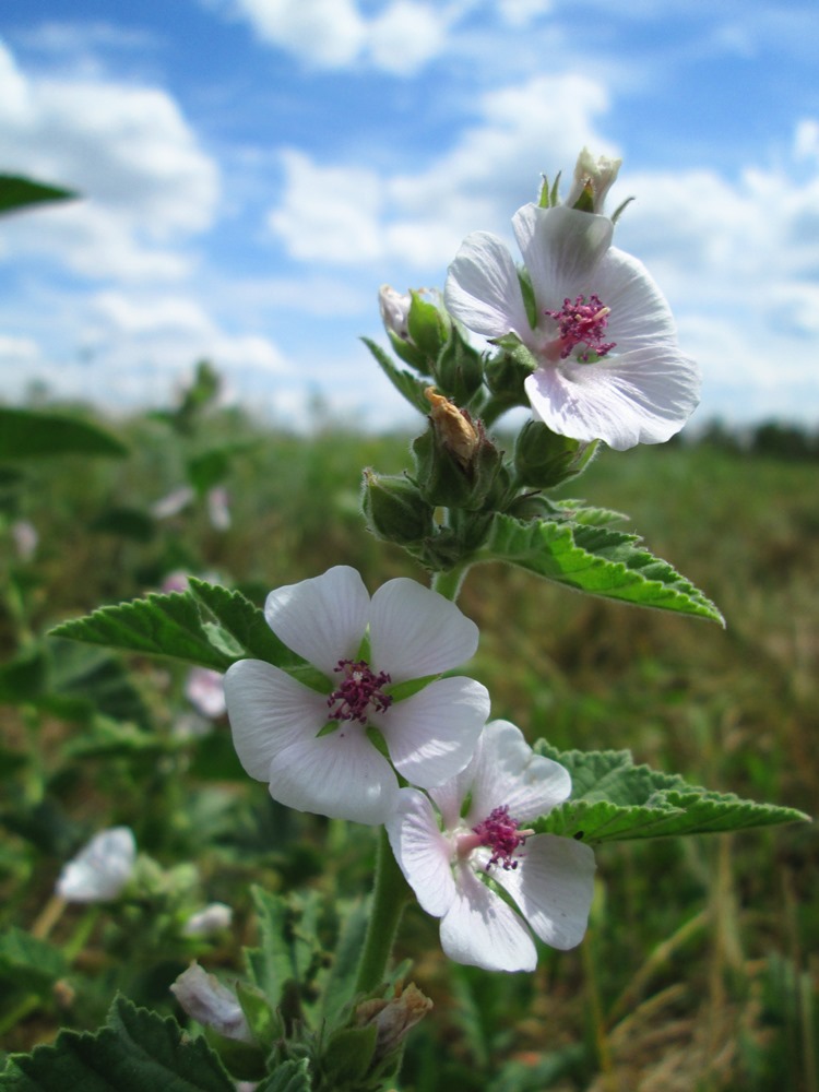 Image of Althaea officinalis specimen.