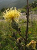 Centaurea salonitana