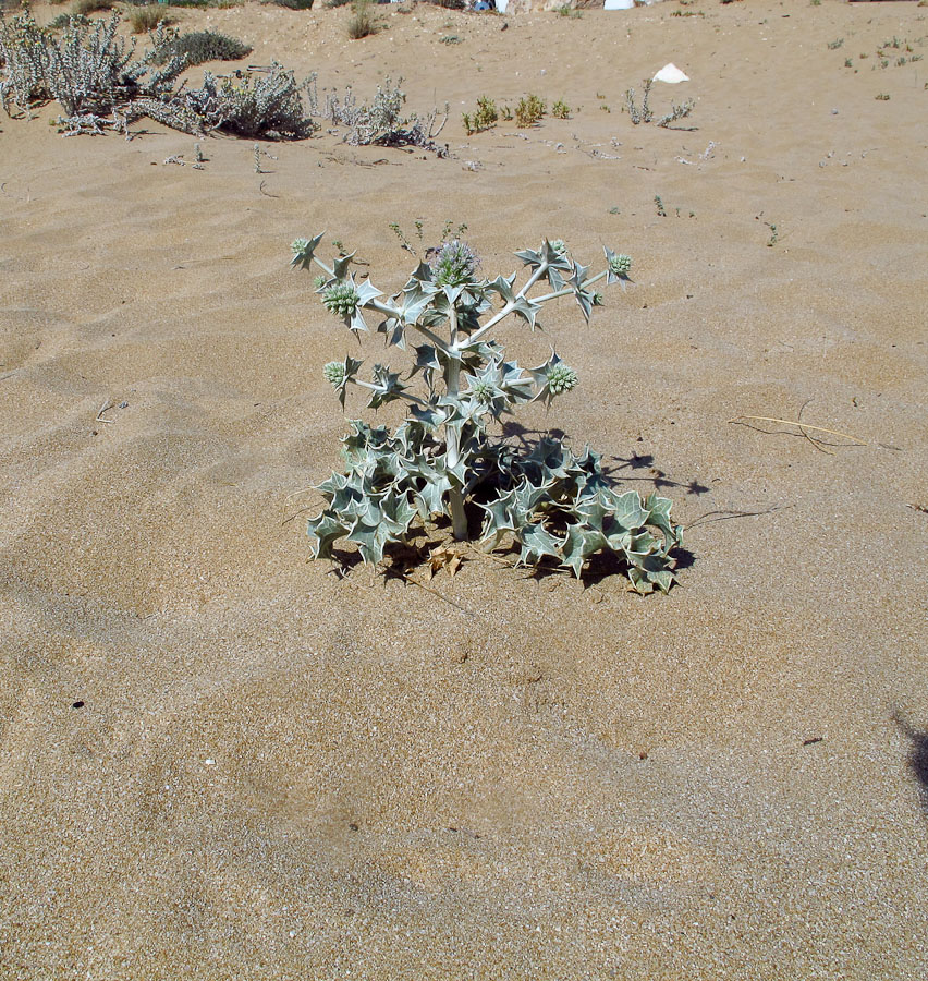 Изображение особи Eryngium maritimum.