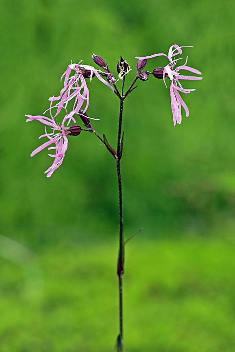 Image of Coccyganthe flos-cuculi specimen.