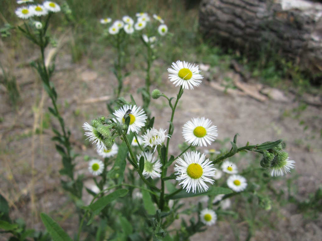 Image of Erigeron annuus specimen.