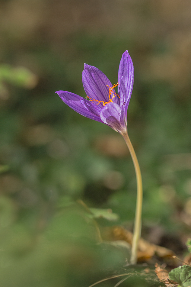 Изображение особи Crocus speciosus.