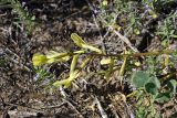 Astragalus flexus. Соцветие. Южный Казахстан, восточная граница пустыни Кызылкум. 04.05.2013.