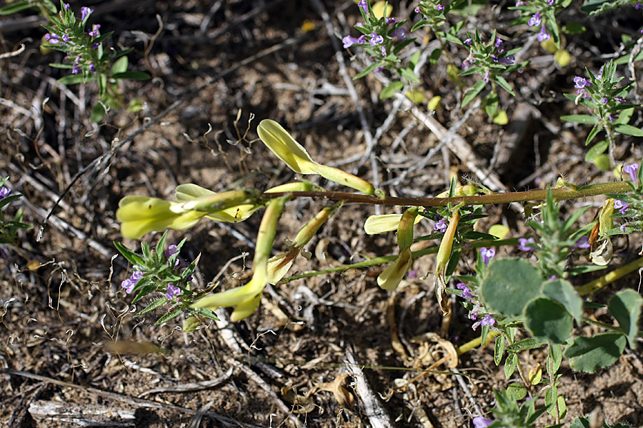 Изображение особи Astragalus flexus.