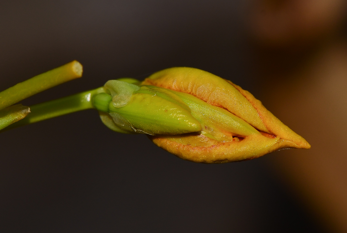 Изображение особи Belamcanda chinensis.