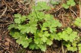 Hepatica falconeri