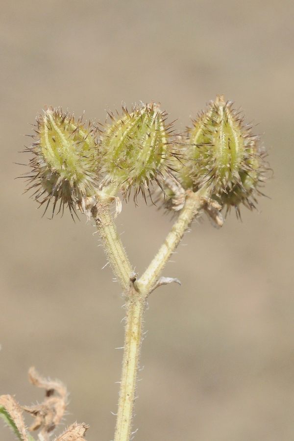 Image of Turgenia latifolia specimen.