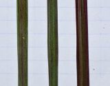Pennisetum setaceum