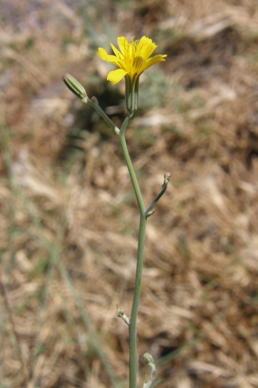 Изображение особи Chondrilla graminea.