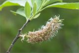 genus Salix