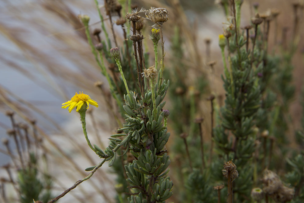 Изображение особи Limbarda crithmoides.