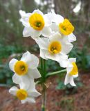 Narcissus tazetta. Цветки. Израиль, Шфела, лес Бен Шемен. 13.01.2014.