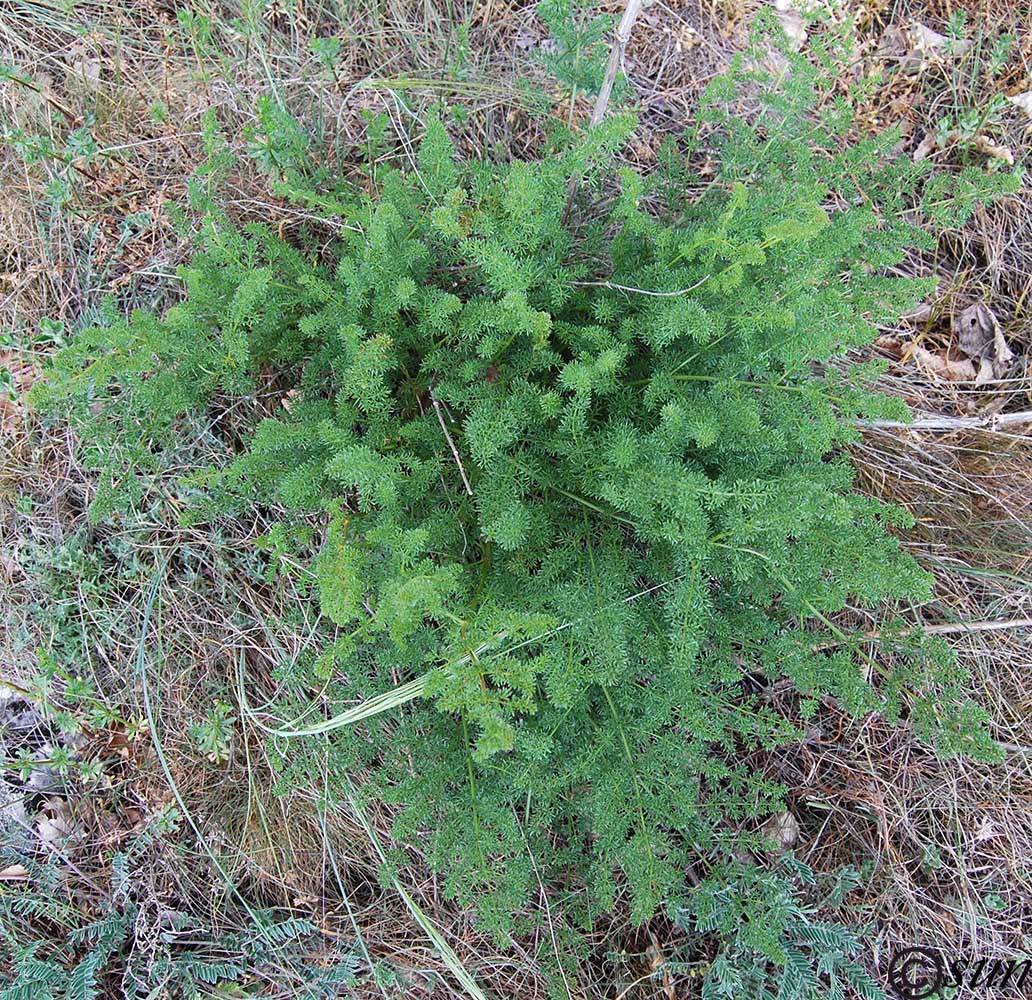 Image of Ferulago galbanifera var. brachyloba specimen.