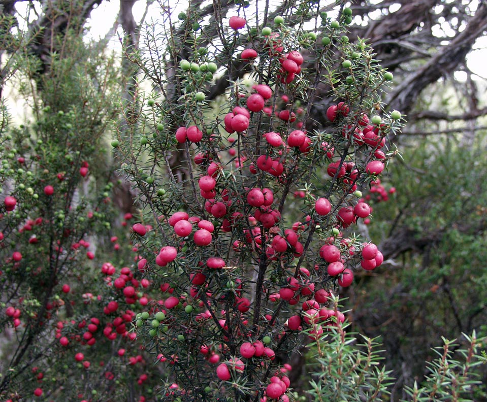 Image of Leptecophylla juniperina specimen.