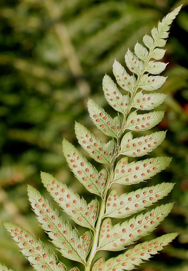 Image of Polystichum setiferum specimen.