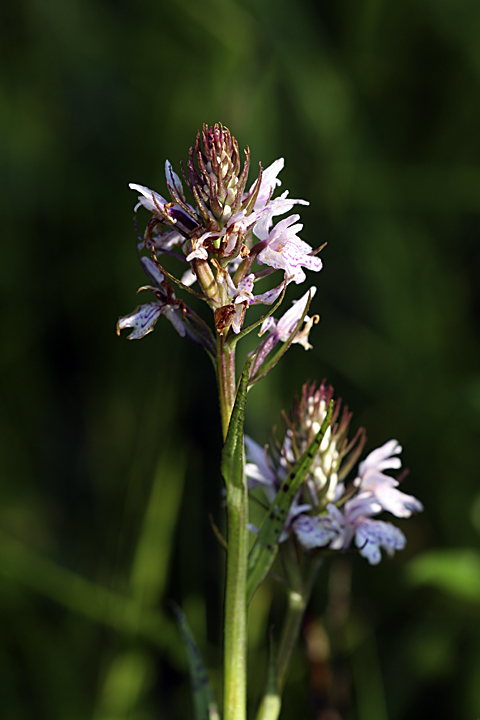 Image of Dactylorhiza fuchsii specimen.