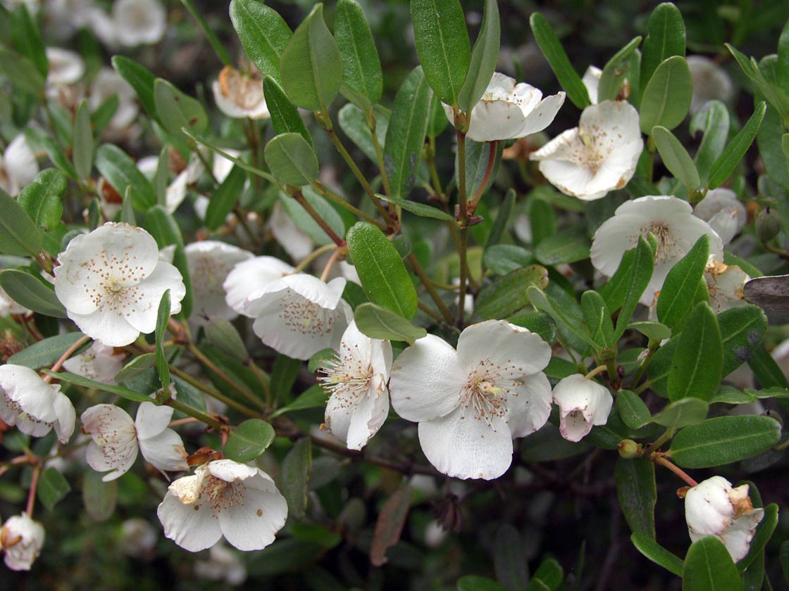 Изображение особи Eucryphia lucida.