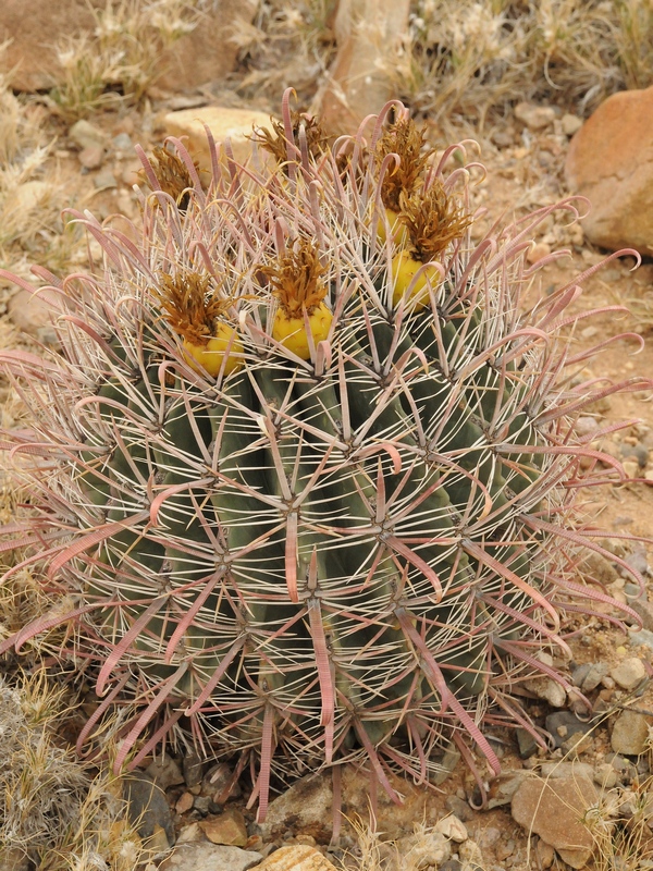 Изображение особи Ferocactus peninsulae.