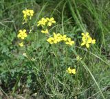 Erysimum canescens. Верхняя часть цветущего растения. Восточный Казахстан, Уланский р-н, сопки в окр.с. Украинка. 17.07.2012.