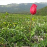 Tulipa suaveolens. Цветущее растение. Краснодарский край, г. Новороссийск, гора Большой Маркотх, горная степь. 27.04.2014.