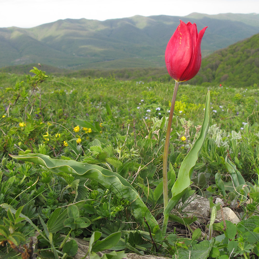 Изображение особи Tulipa suaveolens.