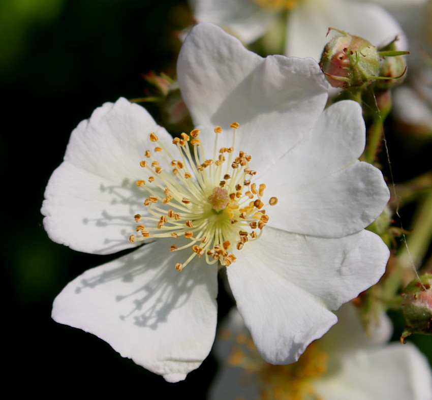 Image of Rosa multiflora specimen.