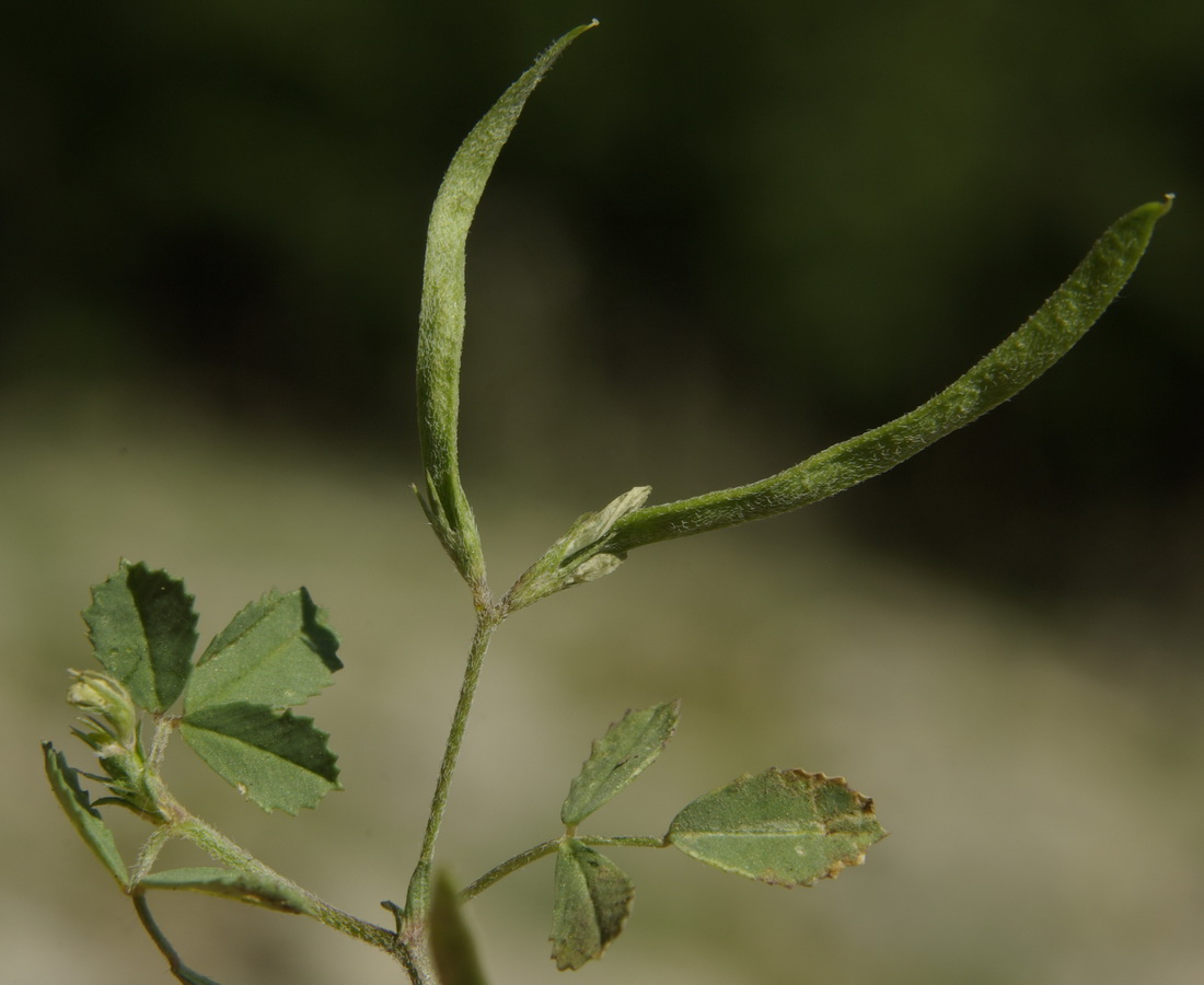 Image of Trigonella striata specimen.